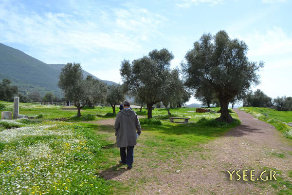 http://www.ysee.gr/images/Messini16.jpg